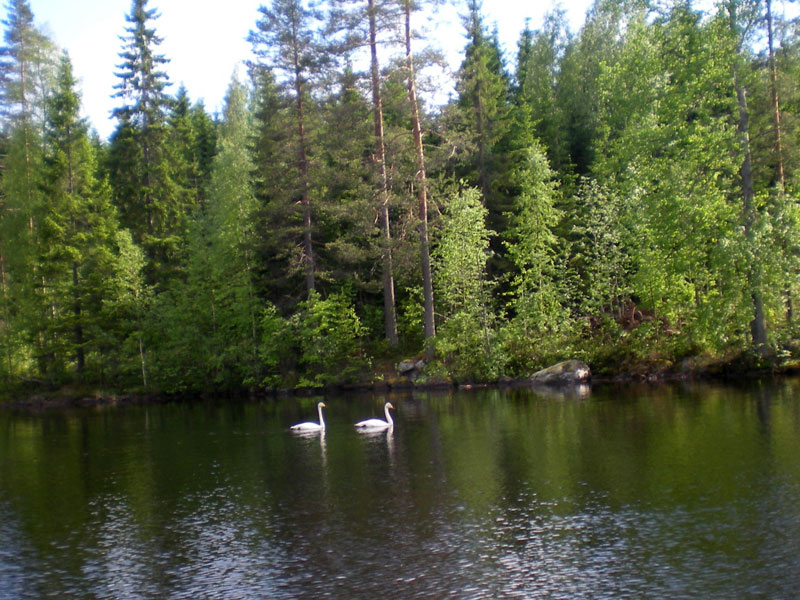 Joutsenet Juojärvellä
